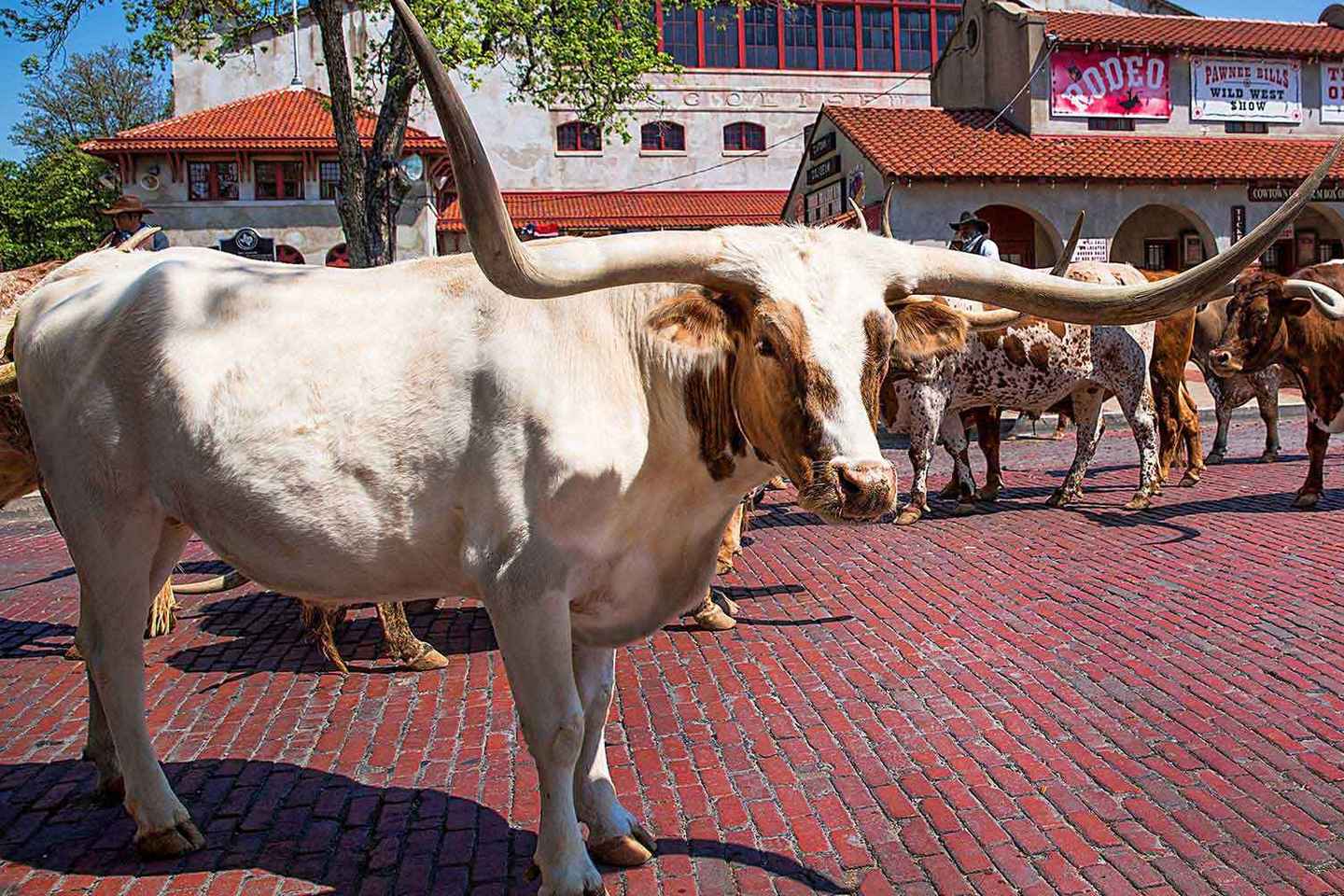 From Dallas: Fort Worth Guided Day Tour thumbnail