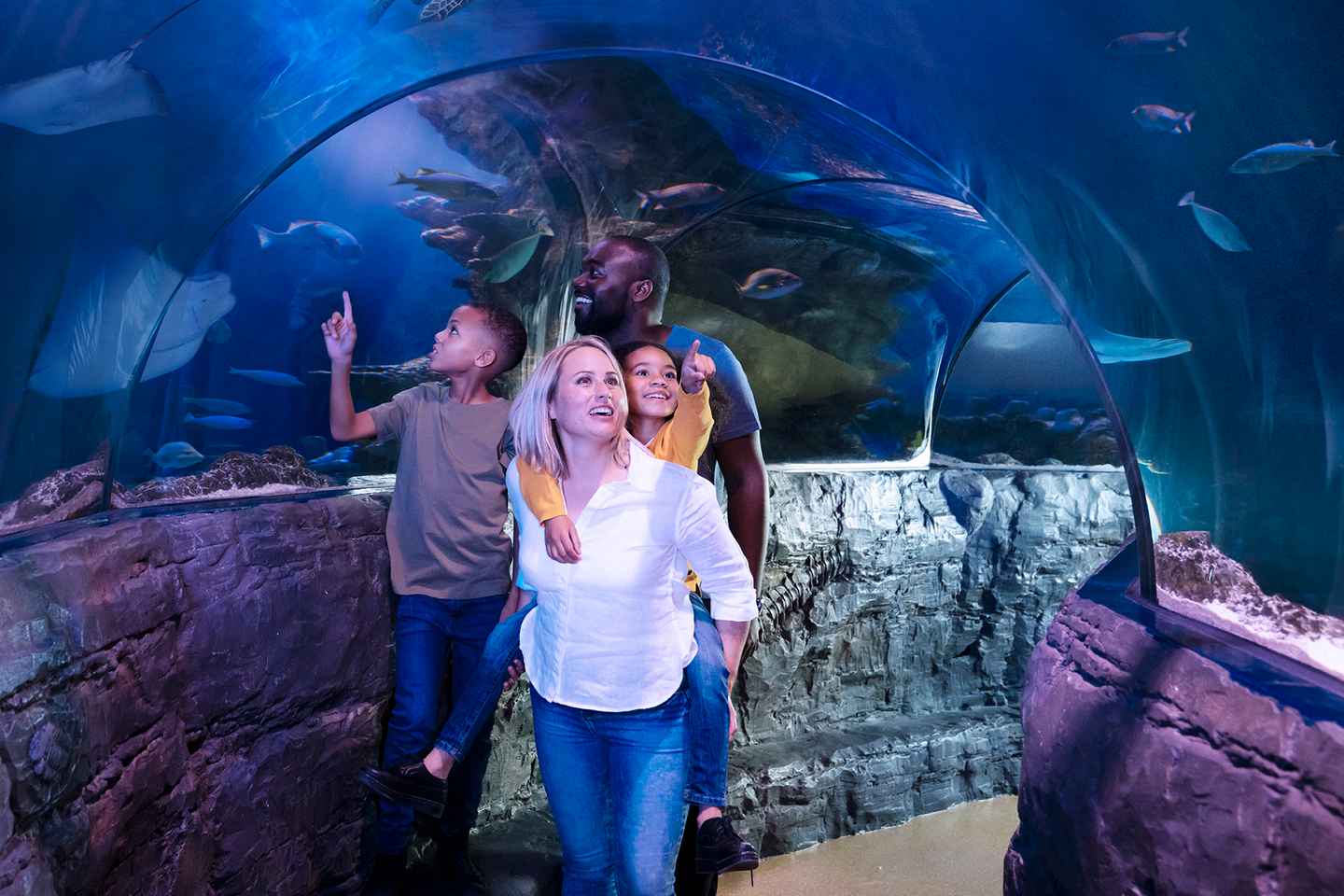 Grapevine: SEA LIFE Grapevine Aquarium General Admission thumbnail